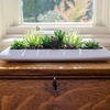 image:imageAltman Plants Live Succulents Plants Live Window Plants 8PK Live Indoor Plants Live Houseplants Live Plants Indoor Cactus Plants Live Succulent Plants House Plants Indoors Live in Succulent Soil