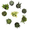 image:imageAltman Plants Live Succulents Plants Live Window Plants 8PK Live Indoor Plants Live Houseplants Live Plants Indoor Cactus Plants Live Succulent Plants House Plants Indoors Live in Succulent Soil