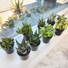 image:imageAltman Plants Live Succulents Plants Live Window Plants 8PK Live Indoor Plants Live Houseplants Live Plants Indoor Cactus Plants Live Succulent Plants House Plants Indoors Live in Succulent Soil