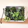 image:imageAltman Plants Live Succulents Plants Live Window Plants 8PK Live Indoor Plants Live Houseplants Live Plants Indoor Cactus Plants Live Succulent Plants House Plants Indoors Live in Succulent Soil