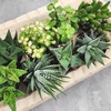 image:imageAltman Plants Live Succulents Plants Live Window Plants 8PK Live Indoor Plants Live Houseplants Live Plants Indoor Cactus Plants Live Succulent Plants House Plants Indoors Live in Succulent Soil