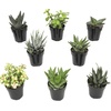 image:imageAltman Plants Live Succulents Plants Live Window Plants 8PK Live Indoor Plants Live Houseplants Live Plants Indoor Cactus Plants Live Succulent Plants House Plants Indoors Live in Succulent Soil