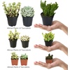image:imageAltman Plants Mimicry Succulents Plants Live Mini Succulents 4 Pack Lithops Live Plants Outdoor or Live Indoor Plants Living Stones Succulent Plants Live Houseplants Succulent Plant House Plants4 Pack