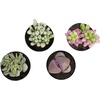 image:imageAltman Plants Mimicry Succulents Plants Live Mini Succulents 4 Pack Lithops Live Plants Outdoor or Live Indoor Plants Living Stones Succulent Plants Live Houseplants Succulent Plant House Plants4 Pack