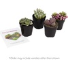 image:imageAltman Plants Mimicry Succulents Plants Live Mini Succulents 4 Pack Lithops Live Plants Outdoor or Live Indoor Plants Living Stones Succulent Plants Live Houseplants Succulent Plant House Plants4 Pack