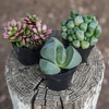 image:imageAltman Plants Mimicry Succulents Plants Live Mini Succulents 4 Pack Lithops Live Plants Outdoor or Live Indoor Plants Living Stones Succulent Plants Live Houseplants Succulent Plant House Plants4 Pack