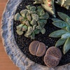 image:imageAltman Plants Mimicry Succulents Plants Live Mini Succulents 4 Pack Lithops Live Plants Outdoor or Live Indoor Plants Living Stones Succulent Plants Live Houseplants Succulent Plant House Plants4 Pack