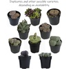 image:imageAltman Plants Mimicry Succulents Plants Live Mini Succulents 4 Pack Lithops Live Plants Outdoor or Live Indoor Plants Living Stones Succulent Plants Live Houseplants Succulent Plant House Plants4 Pack