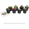 image:imageAltman Plants Mimicry Succulents Plants Live Mini Succulents 4 Pack Lithops Live Plants Outdoor or Live Indoor Plants Living Stones Succulent Plants Live Houseplants Succulent Plant House Plants8 Pack