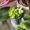 image:imageAltman Plants NonToxic Portulacaria Succulent Mix 4 Pack Pet Safe Succulents Easy Plant Care 1 Quart Grower Pots Rotating Varieties Real Succulents amp Houseplants for Plant Lovers