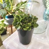 image:imageAltman Plants NonToxic Portulacaria Succulent Mix 4 Pack Pet Safe Succulents Easy Plant Care 1 Quart Grower Pots Rotating Varieties Real Succulents amp Houseplants for Plant Lovers