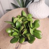 image:imageAltman Plants NonToxic Portulacaria Succulent Mix 4 Pack Pet Safe Succulents Easy Plant Care 1 Quart Grower Pots Rotating Varieties Real Succulents amp Houseplants for Plant Lovers