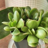 image:imageAltman Plants NonToxic Portulacaria Succulent Mix 4 Pack Pet Safe Succulents Easy Plant Care 1 Quart Grower Pots Rotating Varieties Real Succulents amp Houseplants for Plant Lovers