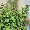 image:imageAltman Plants NonToxic Portulacaria Succulent Mix 4 Pack Pet Safe Succulents Easy Plant Care 1 Quart Grower Pots Rotating Varieties Real Succulents amp Houseplants for Plant Lovers