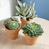 image:imageAltman Plants Real Succulent Plant Decor 3 Pack Easy Plant Care Includes Terracotta Planters Assorted Varieties Live Succulents amp Houseplant Gifts for Plant Lovers Drought Tolerant