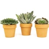 image:imageAltman Plants Real Succulent Plant Decor 3 Pack Easy Plant Care Includes Terracotta Planters Assorted Varieties Live Succulents amp Houseplant Gifts for Plant Lovers Drought Tolerant