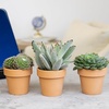 image:imageAltman Plants Real Succulent Plant Decor 3 Pack Easy Plant Care Includes Terracotta Planters Assorted Varieties Live Succulents amp Houseplant Gifts for Plant Lovers Drought Tolerant