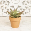 image:imageAltman Plants Star Aloe Rare Succulent Plant Decor Low Maintenance Houseplant Easy Plant Care Includes Terracotta Decorative Planter Colors Vary Live Succulents for Plant Lovers