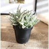 image:imageAltman Plants Star Aloe Rare Succulent Plant Low Maintenance Houseplant Easy Plant Care 35 in Grower Pot Assorted Varieties Colors Vary Live Succulents for Plant Lovers
