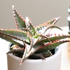 image:imageAltman Plants Star Aloe Rare Succulent Plant Low Maintenance Houseplant Easy Plant Care 35 in Grower Pot Assorted Varieties Colors Vary Live Succulents for Plant Lovers