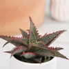 image:imageAltman Plants Star Aloe Rare Succulent Plant Low Maintenance Houseplant Easy Plant Care 35 in Grower Pot Assorted Varieties Colors Vary Live Succulents for Plant Lovers