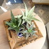 image:imageAltman Plants Star Aloe Rare Succulent Plant Low Maintenance Houseplant Easy Plant Care 35 in Grower Pot Assorted Varieties Colors Vary Live Succulents for Plant Lovers