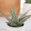 image:imageAltman Plants Star Aloe Rare Succulent Plant Low Maintenance Houseplant Easy Plant Care 35 in Grower Pot Assorted Varieties Colors Vary Live Succulents for Plant Lovers