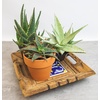 image:imageAltman Plants Star Aloe Rare Succulent Plant Low Maintenance Houseplant Easy Plant Care 35 in Grower Pot Assorted Varieties Colors Vary Live Succulents for Plant Lovers
