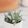 image:imageAltman Plants Star Aloe Rare Succulent Plant Low Maintenance Houseplant Easy Plant Care 35 in Grower Pot Assorted Varieties Colors Vary Live Succulents for Plant Lovers