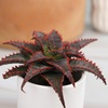 image:imageAltman Plants Star Aloe Rare Succulent Plant Low Maintenance Houseplant Easy Plant Care 35 in Grower Pot Assorted Varieties Colors Vary Live Succulents for Plant Lovers