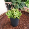image:imageAltman Plants Stonecrop Sedum Succulent Mix 4 Pack NonToxic Succulents Easy Plant Care 1 Quart Grower Pots Rotating Varieties Pet Safe Real Succulents amp Houseplants for Plant Lovers