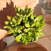 image:imageAltman Plants Stonecrop Sedum Succulent Mix 4 Pack NonToxic Succulents Easy Plant Care 1 Quart Grower Pots Rotating Varieties Pet Safe Real Succulents amp Houseplants for Plant Lovers