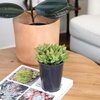 image:imageAltman Plants Stonecrop Sedum Succulent Mix 4 Pack NonToxic Succulents Easy Plant Care 1 Quart Grower Pots Rotating Varieties Pet Safe Real Succulents amp Houseplants for Plant Lovers