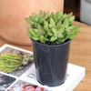 image:imageAltman Plants Stonecrop Sedum Succulent Mix 4 Pack NonToxic Succulents Easy Plant Care 1 Quart Grower Pots Rotating Varieties Pet Safe Real Succulents amp Houseplants for Plant Lovers