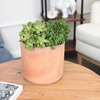 image:imageAltman Plants Stonecrop Sedum Succulent Mix 4 Pack NonToxic Succulents Easy Plant Care 1 Quart Grower Pots Rotating Varieties Pet Safe Real Succulents amp Houseplants for Plant Lovers