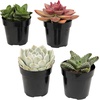 image:imageAltman Plants Succulent Fairy Garden Kit 4 Pack Live Succulents Plants Live Houseplants Fairy Garden Accessories Terrarium Plants Indoor Plants Live Plants Indoor House Plants Succulent Plants