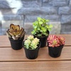 image:imageAltman Plants Succulent Fairy Garden Kit 4 Pack Live Succulents Plants Live Houseplants Fairy Garden Accessories Terrarium Plants Indoor Plants Live Plants Indoor House Plants Succulent Plants