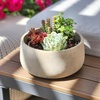 image:imageAltman Plants Succulent Fairy Garden Kit 4 Pack Live Succulents Plants Live Houseplants Fairy Garden Accessories Terrarium Plants Indoor Plants Live Plants Indoor House Plants Succulent Plants