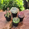 image:imageAltman Plants Succulent Fairy Garden Kit 4 Pack Live Succulents Plants Live Houseplants Fairy Garden Accessories Terrarium Plants Indoor Plants Live Plants Indoor House Plants Succulent Plants