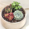 image:imageAltman Plants Succulent Fairy Garden Kit 4 Pack Live Succulents Plants Live Houseplants Fairy Garden Accessories Terrarium Plants Indoor Plants Live Plants Indoor House Plants Succulent Plants