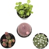 image:imageAltman Plants Succulent Fairy Garden Kit 4 Pack Live Succulents Plants Live Houseplants Fairy Garden Accessories Terrarium Plants Indoor Plants Live Plants Indoor House Plants Succulent Plants