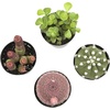 image:imageAltman Plants Succulent Fairy Garden Kit 4 Pack Live Succulents Plants Live Houseplants Fairy Garden Accessories Terrarium Plants Indoor Plants Live Plants Indoor House Plants Succulent Plants