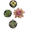 image:imageAltman Plants Succulent Fairy Garden Kit 4 Pack Live Succulents Plants Live Houseplants Fairy Garden Accessories Terrarium Plants Indoor Plants Live Plants Indoor House Plants Succulent Plants