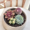 image:imageAltman Plants Succulent Fairy Garden Kit 4 Pack Live Succulents Plants Live Houseplants Fairy Garden Accessories Terrarium Plants Indoor Plants Live Plants Indoor House Plants Succulent Plants