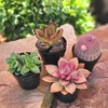image:imageAltman Plants Succulent Fairy Garden Kit 4 Pack Live Succulents Plants Live Houseplants Fairy Garden Accessories Terrarium Plants Indoor Plants Live Plants Indoor House Plants Succulent Plants