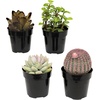 image:imageAltman Plants Succulent Fairy Garden Kit 4 Pack Live Succulents Plants Live Houseplants Fairy Garden Accessories Terrarium Plants Indoor Plants Live Plants Indoor House Plants Succulent Plants