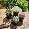 image:imageAltman Plants Succulent Fairy Garden Kit 4 Pack Live Succulents Plants Live Houseplants Fairy Garden Accessories Terrarium Plants Indoor Plants Live Plants Indoor House Plants Succulent Plants