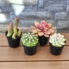 image:imageAltman Plants Succulent Fairy Garden Kit 4 Pack Live Succulents Plants Live Houseplants Fairy Garden Accessories Terrarium Plants Indoor Plants Live Plants Indoor House Plants Succulent Plants