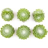 image:imageAltman Plants Succulents Plants Live 2 Sempervivum Cobweb Buttons 6Pack Outdoor Garden Decor Succulent Plant Kit Live Succulents Plants Terrarium Live Plants Indoor Plants Live Houseplants