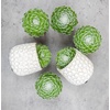 image:imageAltman Plants Succulents Plants Live 2 Sempervivum Cobweb Buttons 6Pack Outdoor Garden Decor Succulent Plant Kit Live Succulents Plants Terrarium Live Plants Indoor Plants Live Houseplants